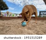 Dog Playing With Ball Outside