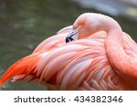 Close Up Of A Flamingo Bird...