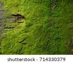 Moss Texture. Moss Background....