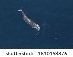 The North Atlantic right whale is one of the most critically endangered populations of large whales in the world -- there are likely only about 450 left in the wild.