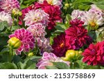 Bunch Of Colorful Dahlia...