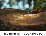 Growth Ring In The Wood Of The...