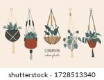Decorative House Plants In...