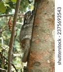 Small photo of A Sunda or Malayan Colugo, Malayan Flying Lemur, clinging onto a tree trunk in a nature park. It is found in Southeast Asia — Indonesia, Thailand, Malaysia, and Singapore. Photographed in macritchie.