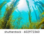 Forest Of Seaweed 
