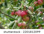 Small photo of Malus domestica borkh rosy red apples growing on a tree