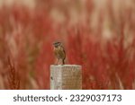 Small photo of Stonechat saxicola rubicola perched on a fence post with field sorrel rumex acetosella blurred in the background