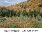 Small photo of Colorful autumn scene in New Hampshire. Bright red berries, tall evergreen trees, and vibrant fall foliage at top of Kinsman Notch in White Mountain National Forest.
