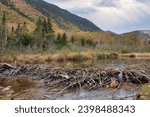Small photo of Beaver dam constructed across a narrow section of the Saco River near Crawford Notch, New Hampshire, creating a small pond and flooded wetland for the beaver's habitat.