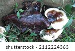 Young White Brown Bracket Fungi
