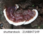 Brown Bracket Mushroom With...