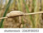Small photo of The cocoon of the common mantis Mantis religiosa hangs on a grass stem.
