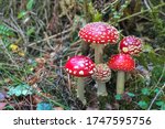 Fly Agaric In Grass On A Forest....