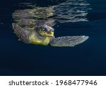 Beautiful Giant Sea Turtle...