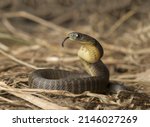 A Tiger Snake With Its Head...
