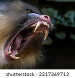 Baboon With Wide Open Mouth And ...