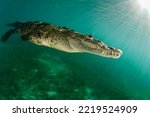 A wonderful saltwater crocodile ...