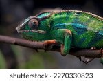 Small photo of A magnificent chameleon sitting on a tree branch with wide-open miracle eyes close-up