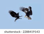 Small photo of A black raven attacks a bald eagle in the air with outstretched paws and an open beak close-up