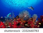 Small photo of A magnificent octopus artfully disguises itself under the background of a coral reef and a swordfish aggressive marlin crashes into a fish flock