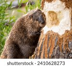 A large brown beaver with its...