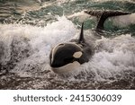 Small photo of A magnificent predatory ruthless killer whale shark dissects the sea surface with great speed and spray close-up