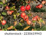Small photo of Red apples of the Florina variety in an orchard in Voinesti, Dambovita county, Romania