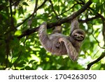 Cute sloth hanging on tree...
