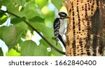 A Male Downy Woodpecker...