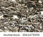 A Crushed Seashells Sea Shells...
