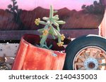 a desert succulent plant dry rusting iron tank rusted wagon wheel succulents garden