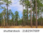 a national park woodland parkland forest woods trees pine coniferous tree conifer wood lumber forestry