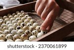 Small photo of The poultry farmer lays quail eggs with spotted shells in the correct position in an incubation tray, selecting and placing incubation material into home equipment for hatching chicks