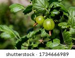 Growing Gooseberries In The...