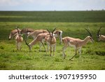Small herd of Gazelle on green grassy plain