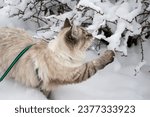 Small photo of Neva masquerade domestic cat on a green leash standing in the snow playing with her paw on a snow-covered bush branch.