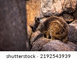 Small photo of A Mareeba rock-wallaby peering through the rock crevice, Undara Volcanic National Park, Australia.