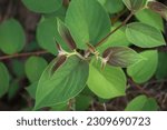Small photo of A close-up of a vibrant green leaf from the top down, standing out on an unassuming shrub.