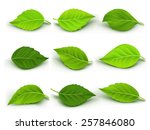 set of realistic green leaves... | Shutterstock .eps vector #257846080