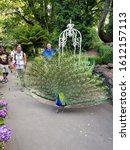 Small photo of "Hobart, Tasmania / Australia - December 27 2017: This is a peacock in front of Animesh Mukherjee"