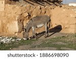 A Gray Colored Donkey Standing...