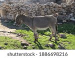 A Gray Colored Donkey Standing...