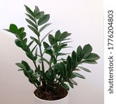Small photo of ZZ Plant Indoor House Plant