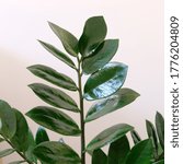 Small photo of ZZ Plant Indoor House Plant