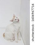 Small photo of A white cat sits and Caterwaul ( Yowl ) on the white table in front of white wall.