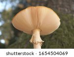 Close Up Of Fly Agaric Mushroom ...