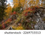The colors of the polar autumn. Red-yellow vegetation on a steep slope