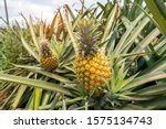 Pineapple Fruit On The...