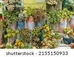 Miniature Succulent Plants ...