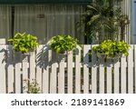 Small photo of Devil s ivy decorated on white wooden fence